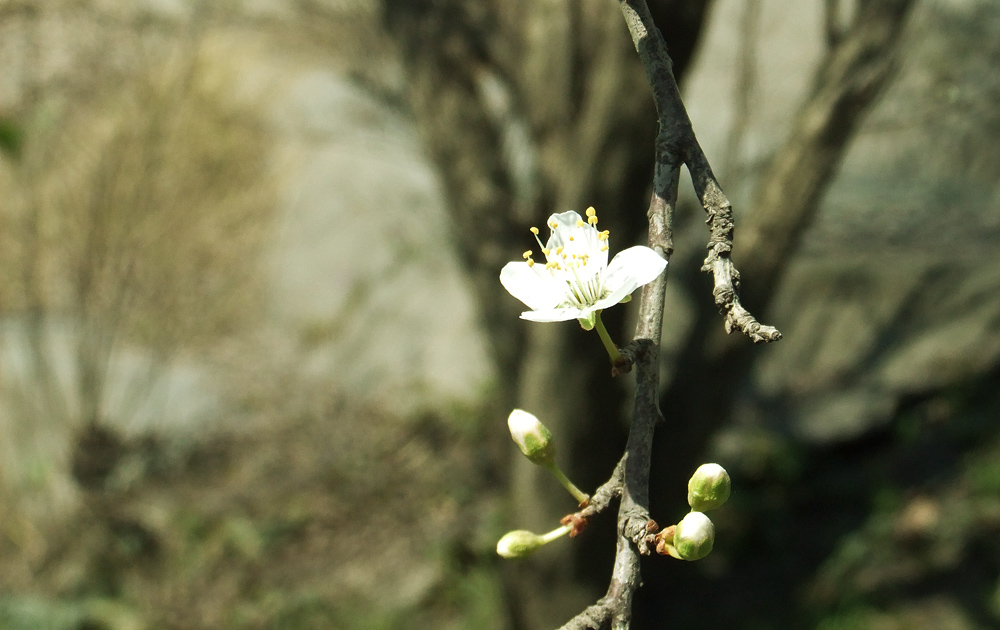 2012.03.17,Ȣ,դˬ