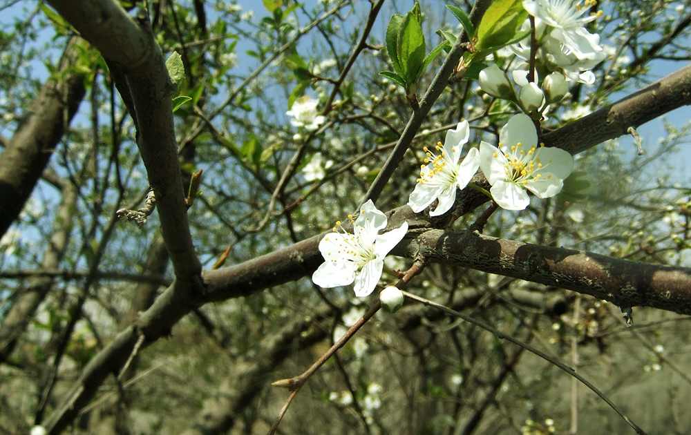 2012.03.17,Ȣ,դˬ